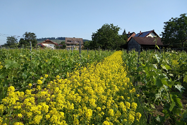 Bild 4 von Weingut Franz Xaver Hof